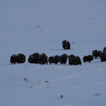 Furuhaugli Fjellhytter Valasjo Luaran gambar