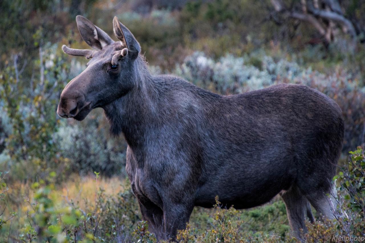 Furuhaugli Fjellhytter Valasjo Luaran gambar