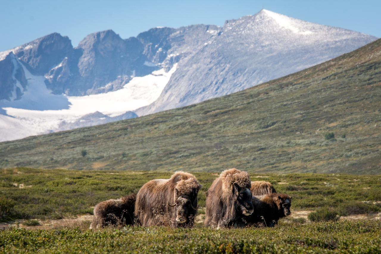 Furuhaugli Fjellhytter Valasjo Luaran gambar